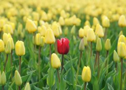 In 5 stappen naar onderscheidende positionering