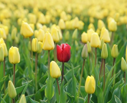 In 5 stappen naar onderscheidende positionering