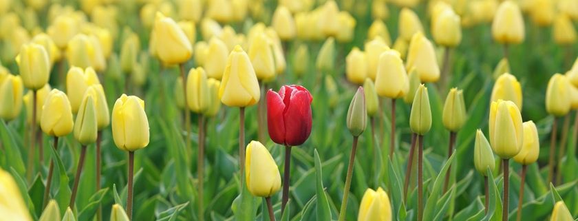 In 5 stappen naar onderscheidende positionering